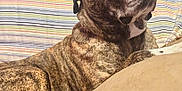 Bella is registered to the contest to win money with this photo: dog, brindle, couch, striped, cushion, indoor, pet, mammal, canine, relaxed, home, furniture, decor, wall, sign, looking_up, close_up, comfort, domestic_animal, resting