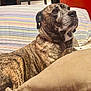 dog, brindle, couch, striped, cushion, indoor, pet, mammal, canine, relaxed, home, furniture, decor, wall, sign, looking_up, close_up, comfort, domestic_animal, resting