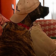 Bella joined the competition — help win amazing prizes! dog, brindle, baseball_cap, collar, couch, pillow, blanket, indoor, pet, animal, side_view, seated, brown, beige, textile, human_hand, relaxed, domestic, furniture, casual