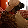 dog, brindle, baseball_cap, collar, couch, pillow, blanket, indoor, pet, animal, side_view, seated, brown, beige, textile, human_hand, relaxed, domestic, furniture, casual