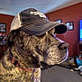 Bella is registered to the contest to win money with this photo: dog, brindle, hat, baseball_cap, indoor, living_room, wall_art, collar, pet, canine, furniture, carpet, table, decor, portrait, side_view, animal, domestic, mammal, calm