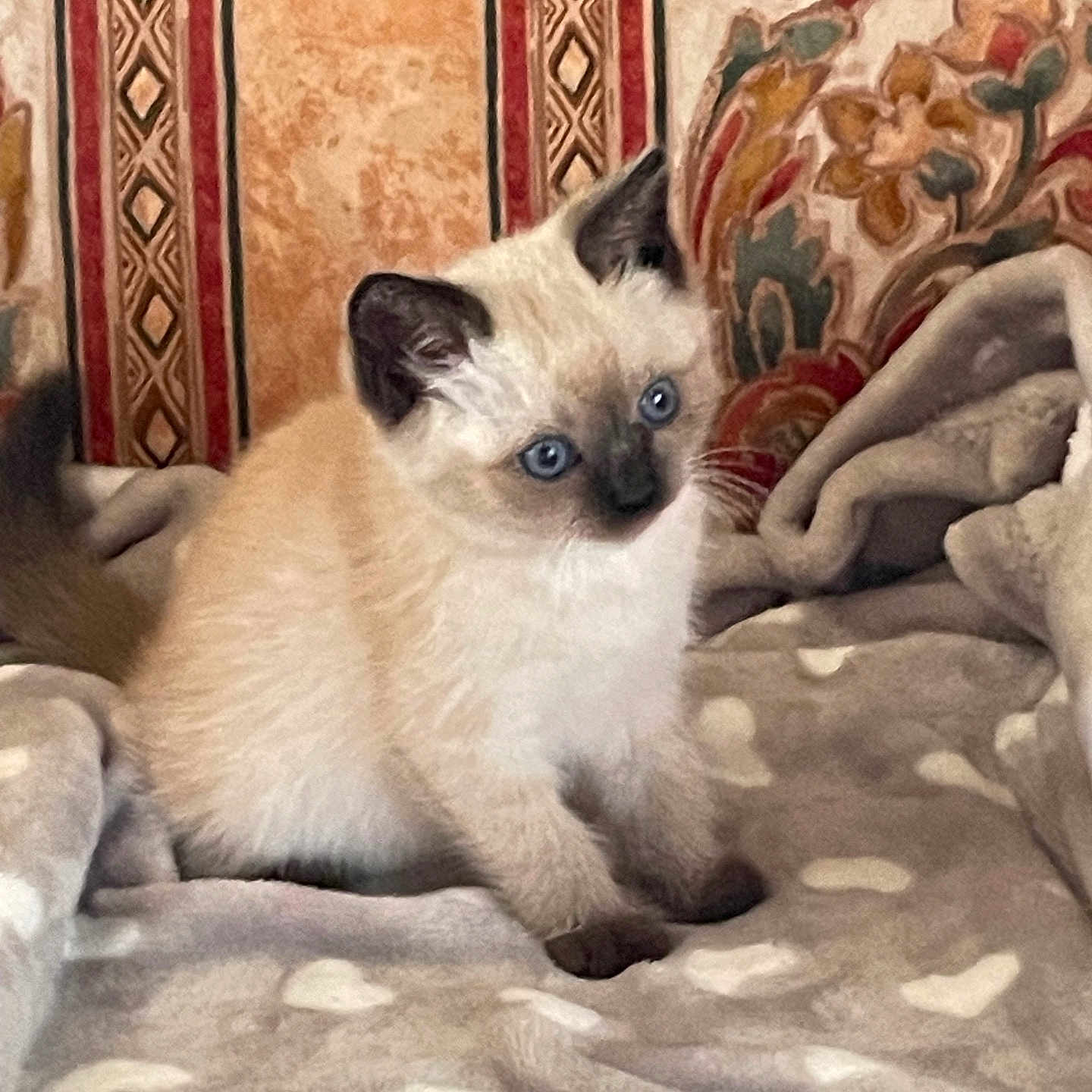 Moon a rejoint le concours — aidez-le/la à gagner de superbes lots ! animal, blanket, blue_eyes, cat, comfort, cozy, cushion, cute, domestic, fur, furry, heart_pattern, indoor, kitten, pet, siamese, sitting, small, wallpaper, young