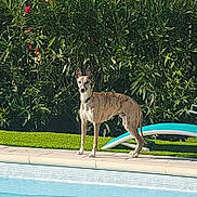 Nesquik a rejoint le concours — aidez-le/la à gagner de superbes lots ! dog, brindle_coat, pool, water, outdoor, greenery, bushes, flowers, sunlight, sidewalk, pet, animal, summer, alert, standing, collar, nature, backyard, daytime, canine
