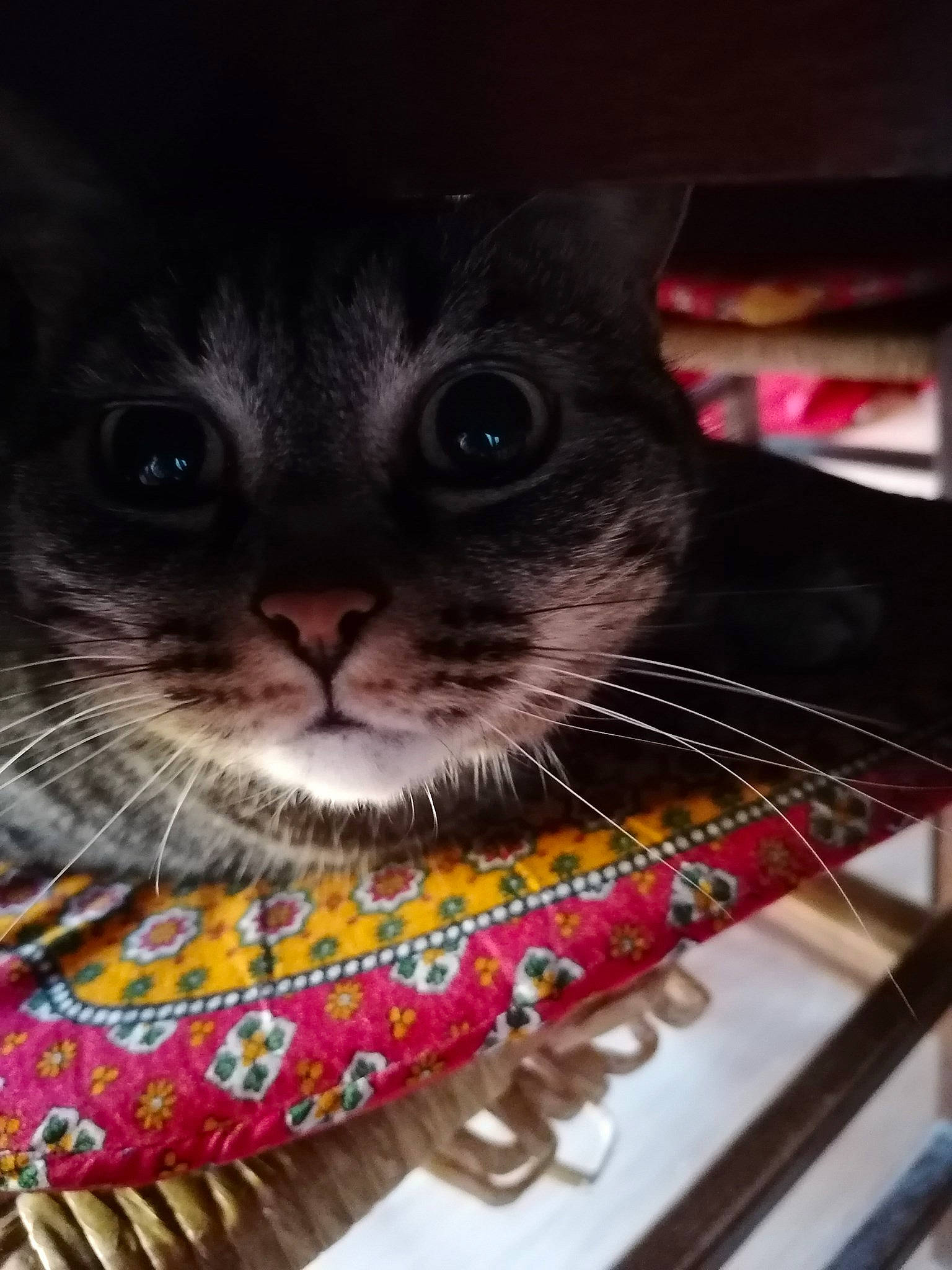 Bella participe au concours pour gagner de l'argent avec cette photo : asian, carnivore, cat, domestic_short_haired_cat, felidae, kitten, musical_instrument, scottish_fold, small_to_medium_sized_cats, whiskers