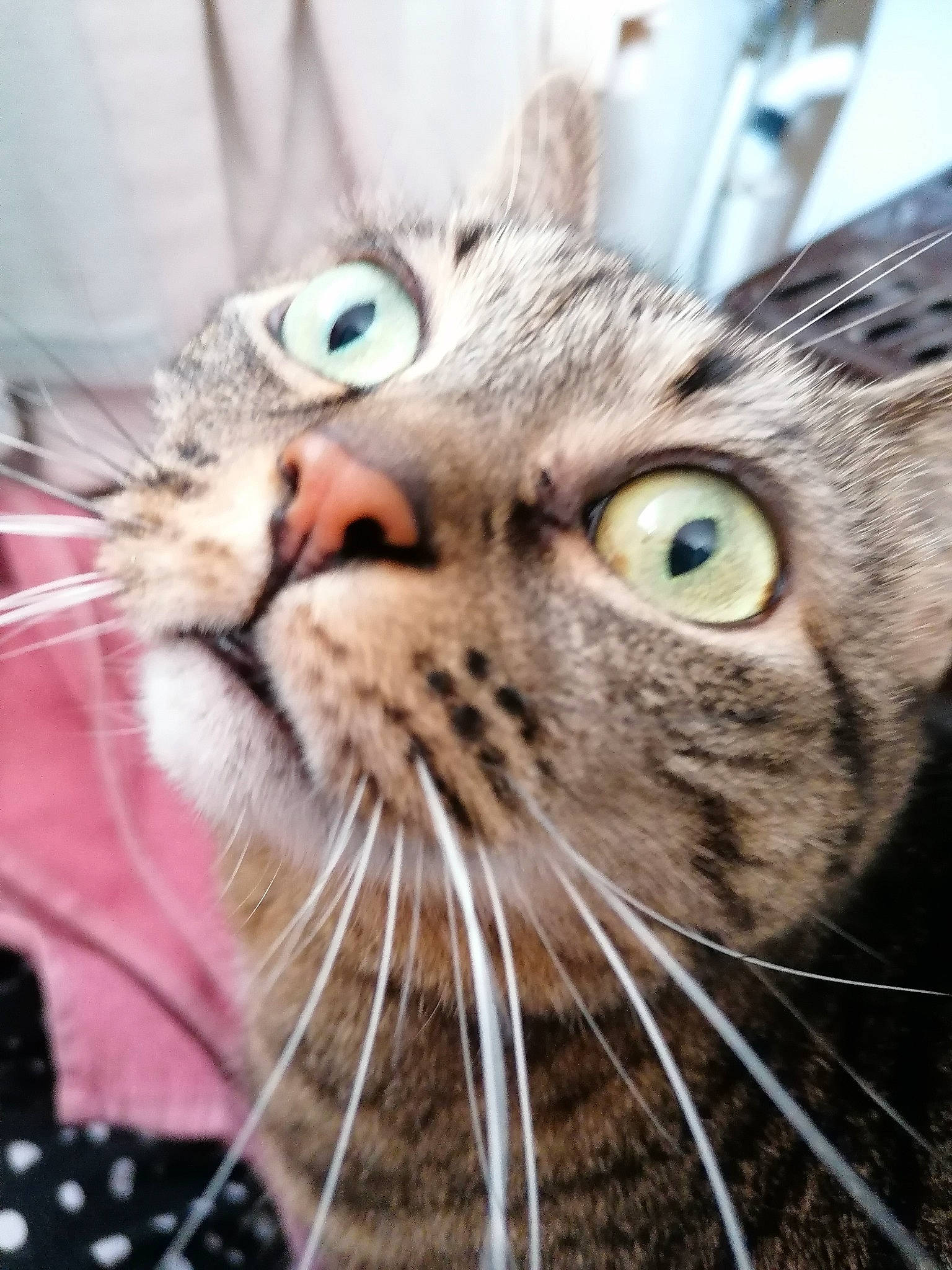 Bella participe au concours pour gagner de l'argent avec cette photo : carnivore, cat, claw, close_up, domestic_short_haired_cat, ear, eye, fang, felidae, fur, head, nose, paw, small_to_medium_sized_cats, snout, terrestrial_animal, whiskers, wildlife, window