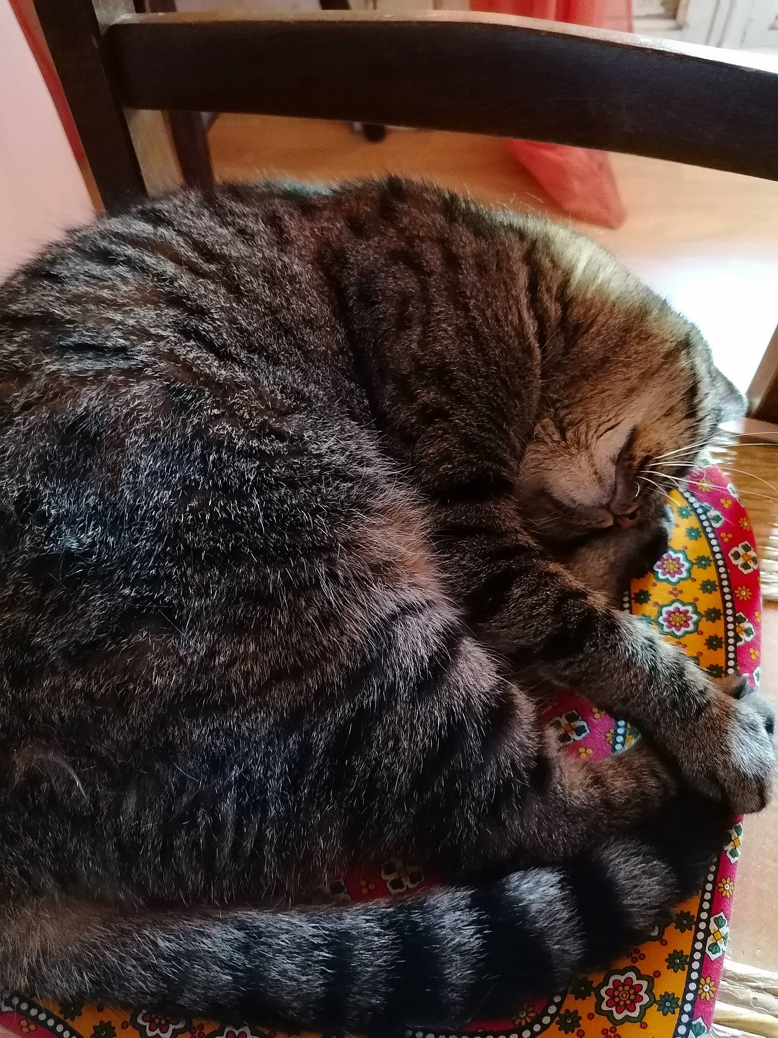 Bella participe au concours pour gagner de l'argent avec cette photo : asian, british_shorthair, carnivore, cat, claw, domestic_short_haired_cat, dragon_li, ear, european_shorthair, felidae, fur, nap, sleep, small_to_medium_sized_cats, snout, tabby_cat, tail, thread, whiskers