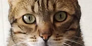 Leo participe au concours pour gagner de l'argent avec cette photo : abyssinian, animal, cat, egyptiancat, kitten, manx, pet