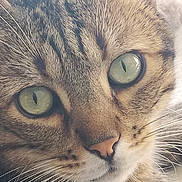 Leo a rejoint le concours — aidez-le/la à gagner de superbes lots ! cat, tabby, close_up, face, green_eyes, whiskers, fur, pet, animal, mammal, cute, domestic_cat, nose, portrait, feline, eyes, looking, soft_light, detail, whisker_spots