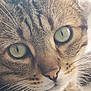 cat, tabby, close_up, face, green_eyes, whiskers, fur, pet, animal, mammal, cute, domestic_cat, nose, portrait, feline, eyes, looking, soft_light, detail, whisker_spots