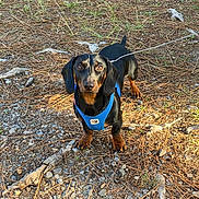 Woody a rejoint le concours — aidez-le/la à gagner de superbes lots ! dog, dachshund, pet, animal, outdoor, forest_floor, pine_needles, rocks, leash, harness, black_and_tan, small_dog, curious, alert, sunlight, nature, ground, closeup, walking, companion