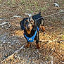 dog, dachshund, pet, animal, outdoor, forest_floor, pine_needles, rocks, leash, harness, black_and_tan, small_dog, curious, alert, sunlight, nature, ground, closeup, walking, companion