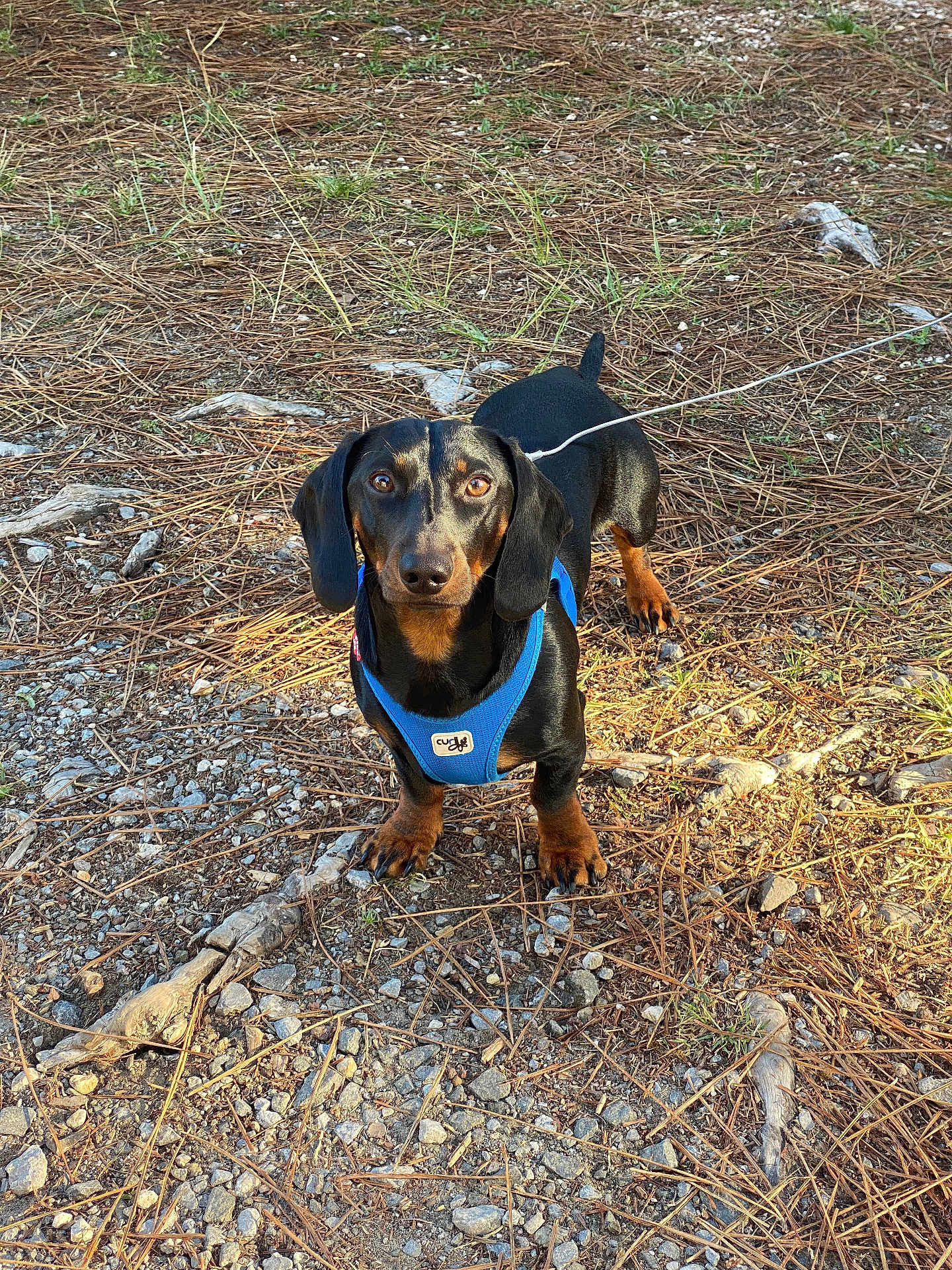 Woody a rejoint le concours — aidez-le/la à gagner de superbes lots ! dog, dachshund, pet, animal, outdoor, forest_floor, pine_needles, rocks, leash, harness, black_and_tan, small_dog, curious, alert, sunlight, nature, ground, closeup, walking, companion