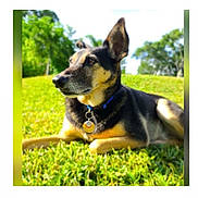 Chester is registered to the contest to win money with this photo: animal, canine, collar, daylight, dog, ears, field, fur, grass, greenery, lying_down, muzzle, nature, outdoor, pet, portrait, relaxed, sunlight, tag, trees