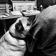 Baxter Alexander joined the competition — help win amazing prizes! affection, black_and_white, can, casual, close_up, clothing, collar, companion, cozy, dog, face, furniture, indoor, looking_up, papers, person, pet, pug, spray_bottle, table