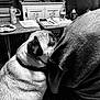 affection, black_and_white, can, casual, close_up, clothing, collar, companion, cozy, dog, face, furniture, indoor, looking_up, papers, person, pet, pug, spray_bottle, table