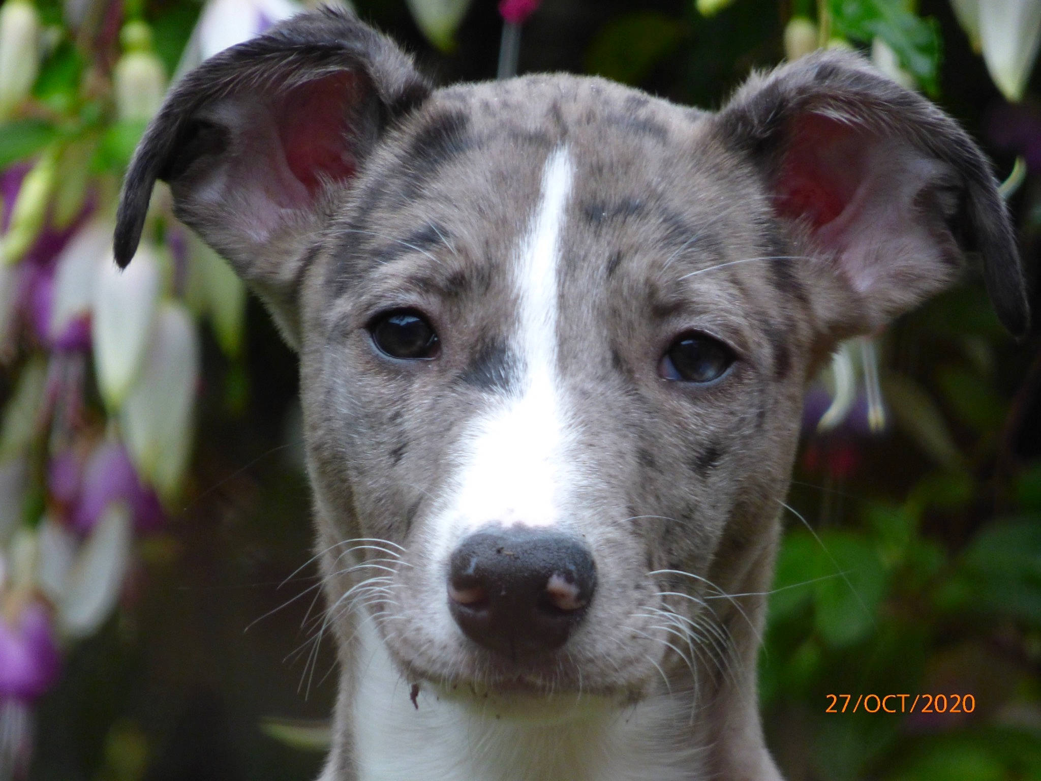 Starla is registered to the contest to win money with this photo: ancient_dog_breeds, canidae, carnivore, companion_dog, dog, dog_breed, fawn, galgo_espanol, greyhound, italian_greyhound, longhaired_whippet, magyar_agar, mammal, rampur_greyhound, rare_breed_dog, sighthound, sloughi, vertebrate, whippet