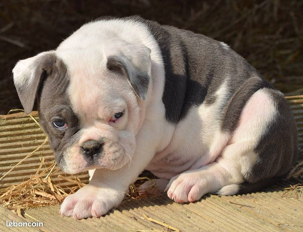 Sandy participe au concours pour gagner de l'argent avec cette photo : bulldog, canidae, carnivore, companion_dog, dog, dog_breed, fawn, fur, grass, paw, puppy, puppy_love, snout, sporting_group, terrestrial_animal, toy_dog, whiskers, white_english_bulldog, working_animal, wrinkle
