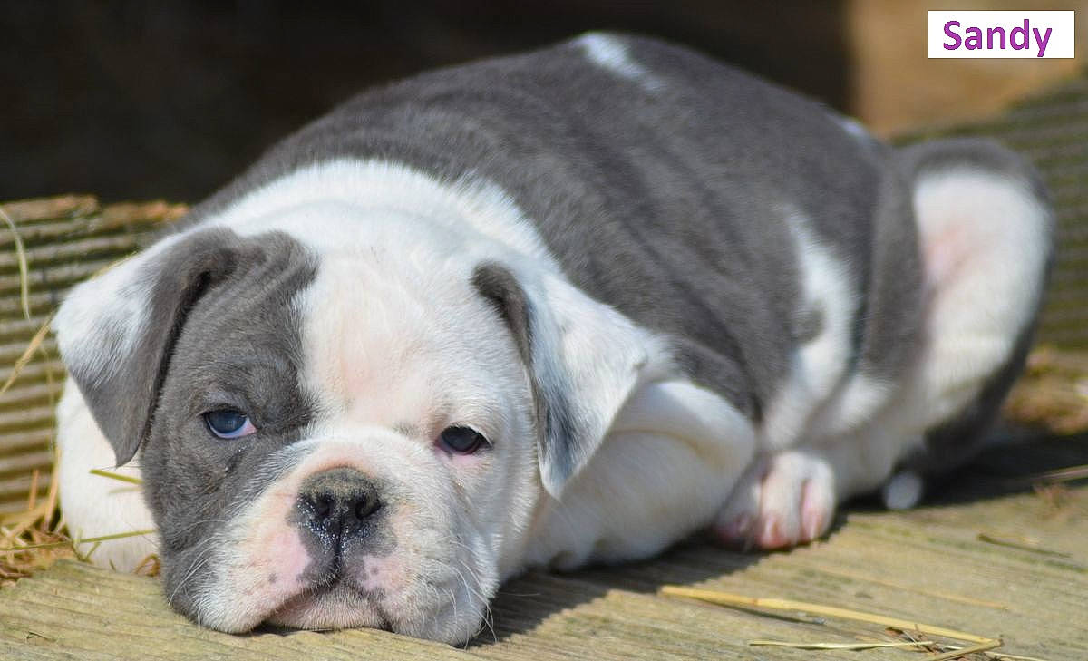 Sandy