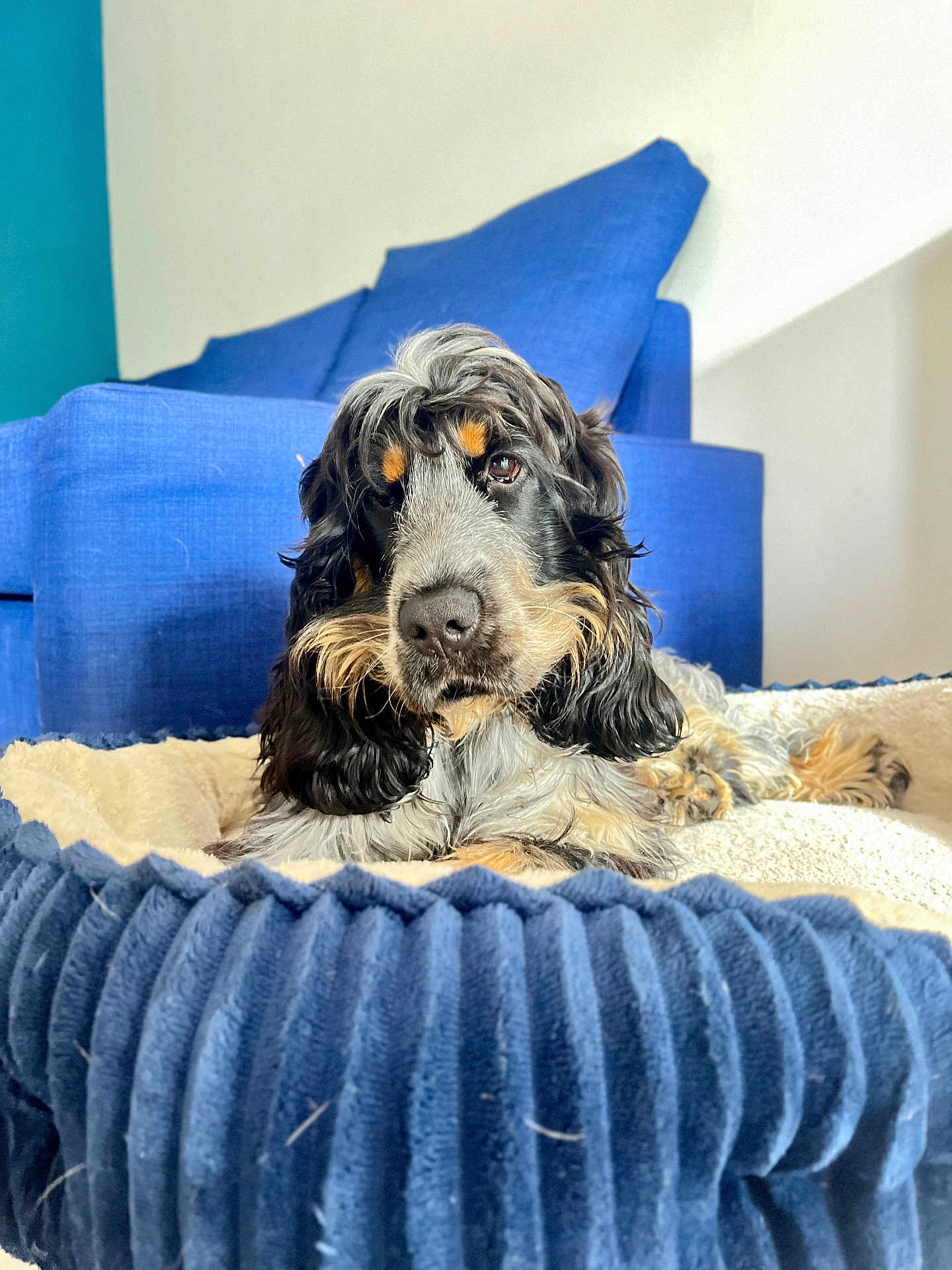 Albert a rejoint le concours — aidez-le/la à gagner de superbes lots ! dog, pet_bed, couch, blue, indoor, fur, animal, resting, cozy, portrait, canine, living_room, furniture, comfort, closeup, home, relaxed, cute, fluffy, curly_hair