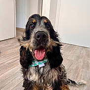 Albert participe au concours pour gagner de l'argent avec cette photo : dog, puppy, sitting, indoor, floor, tongue_out, bandana, happy, black_fur, tan_fur, grey_fur, long_ears, pet, cute, animal, wooden_floor, fur, looking_at_camera, open_mouth, domestic_animal