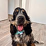 dog, puppy, sitting, indoor, floor, tongue_out, bandana, happy, black_fur, tan_fur, grey_fur, long_ears, pet, cute, animal, wooden_floor, fur, looking_at_camera, open_mouth, domestic_animal