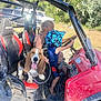 dog, basset_hound, child, helmet, woman, off_road_vehicle, red_vehicle, outdoor, trees, sunlight, adventure, dusty, seat, steering_wheel, nature, grass, smiling_dog, people, family, fun