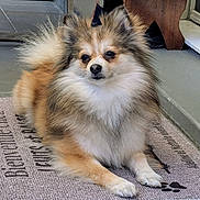 Coton participe au concours pour gagner de l'argent avec cette photo : dog, pomeranian, pet, fluffy_fur, face, nose, eyes, paws, doormat, indoor, floor, portrait, sitting, small_dog, brown_fur, white_fur, black_nose, whiskers, ears, calm