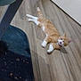 animal, bottles, cabinet, cat, collar, cute, domestic_cat, floor, furniture_leg, home, indoor, lying_down, orange_cat, pet, relaxed, rug, shelf, whiskers, white_paws, wooden_floor