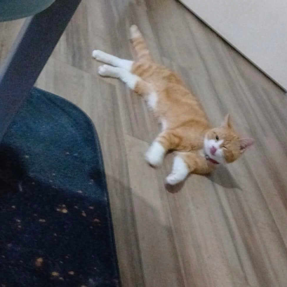 Nougat a rejoint le concours — aidez-le/la à gagner de superbes lots ! animal, bottles, cabinet, cat, collar, cute, domestic_cat, floor, furniture_leg, home, indoor, lying_down, orange_cat, pet, relaxed, rug, shelf, whiskers, white_paws, wooden_floor