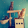 animal, blue_wall, cat, cat_tree, cats, cozy, cute, domestic_animal, feline, furniture, indoor, multi_level, orange_cat, paws, perched, pet, relaxing, sparkle_effect, tabby_cat, whiskers