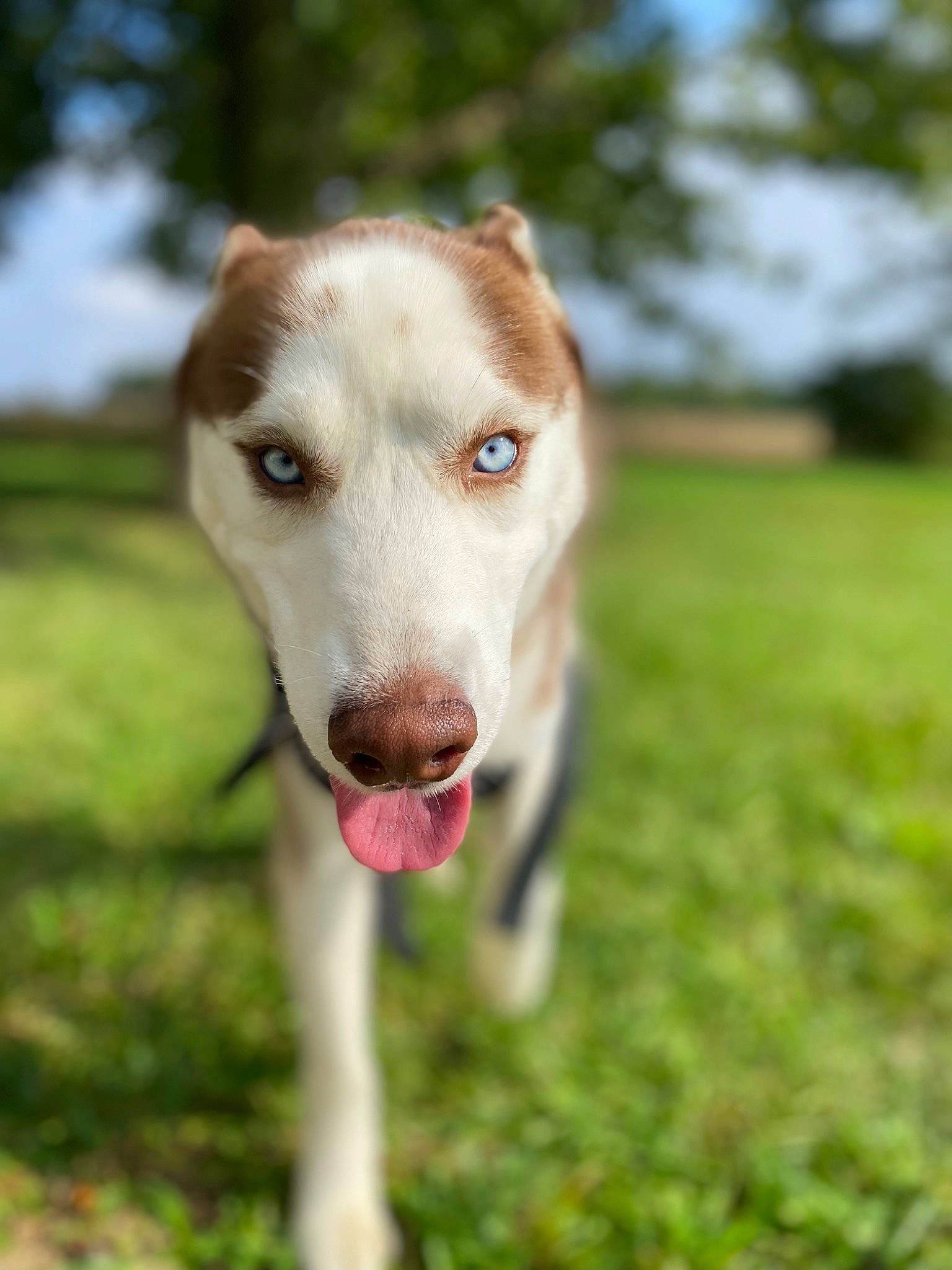 Khujo joined the competition — help win amazing prizes! canidae, carnivore, collar, companion_dog, dog, dog_breed, fawn, grass, non_sporting_group, plant, snout, sporting_group, street_dog, tail, terrestrial_animal, tree, whiskers, wood, working_animal, working_dog