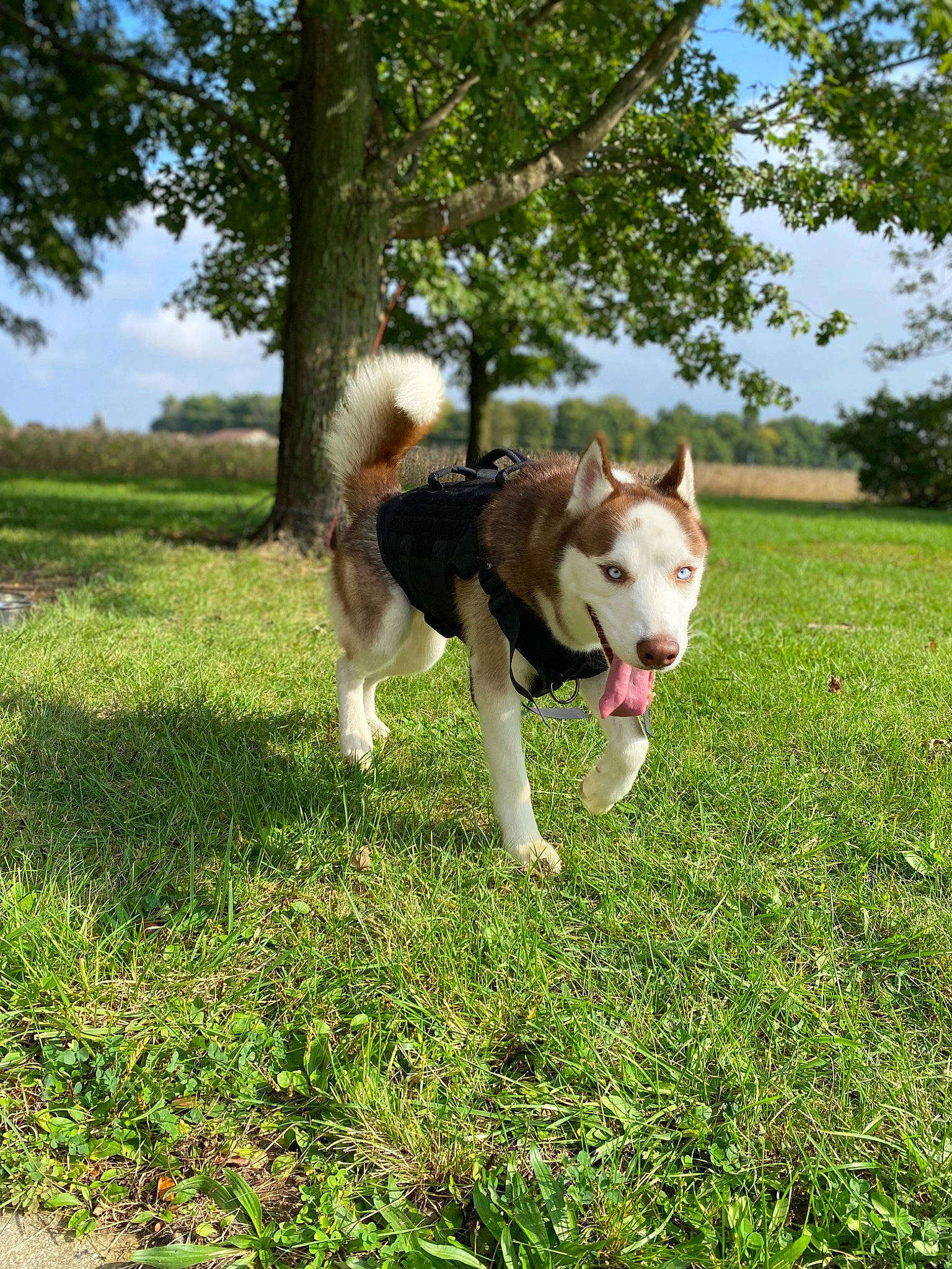 Khujo is registered to the contest to win money with this photo: carnivore, cloud, collar, companion_dog, dog, dog_breed, dog_supply, fawn, grass, herding_dog, pack_animal, pet_supply, plant, siberian_husky, sky, sporting_group, tail, tree, working_animal, working_dog