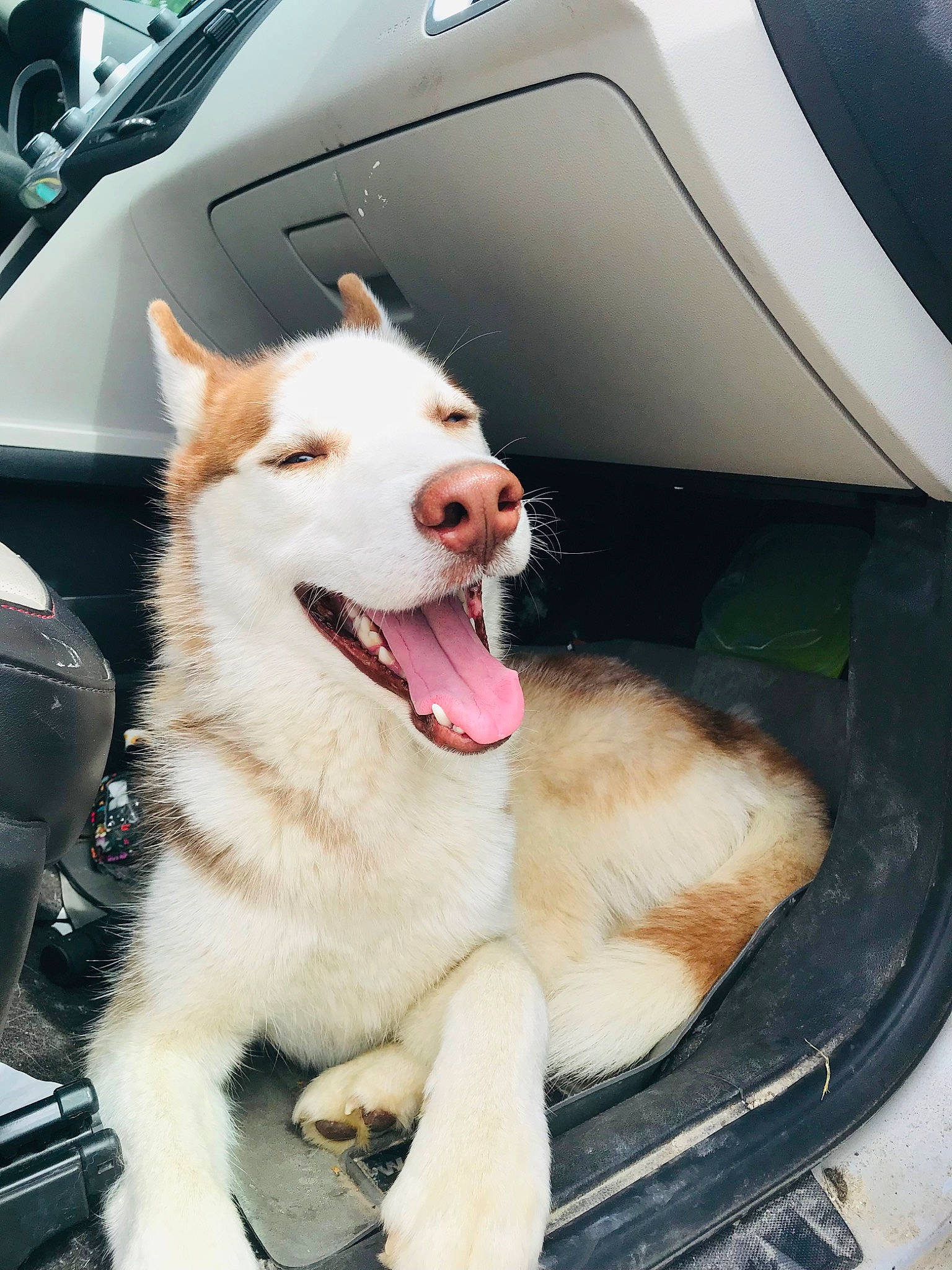 Khujo is registered to the contest to win money with this photo: automotive_exterior, automotive_lighting, canidae, carnivore, collar, companion_dog, dog, dog_breed, fang, hood, jaw, mammal, motor_vehicle, pet_supply, snout, sporting_group, vehicle, vehicle_door, windscreen_wiper, windshield