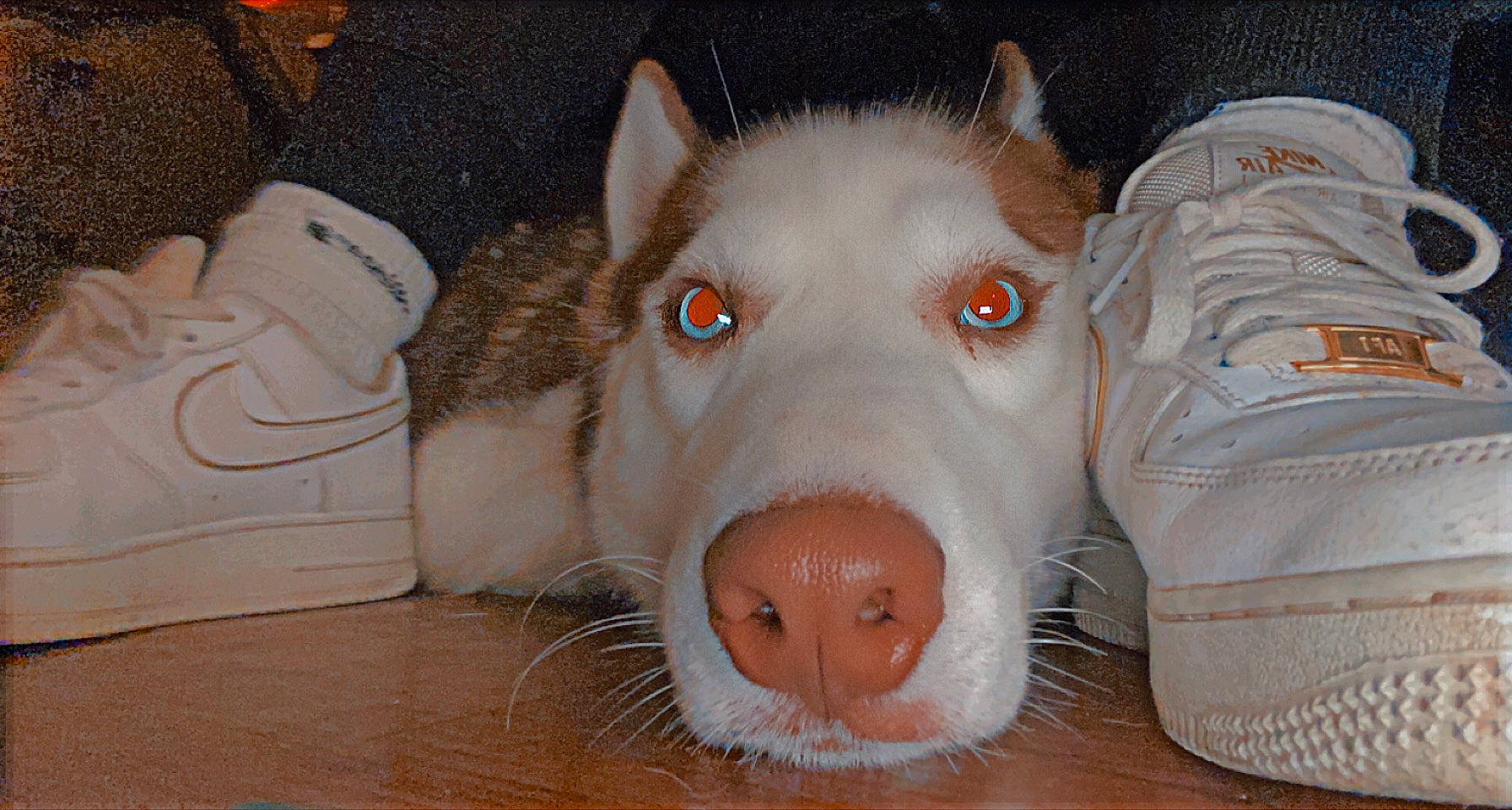 Khujo is registered to the contest to win money with this photo: canidae, canis, carnivore, companion_dog, dog, dog_breed, ear, eye, fang, fawn, fur, non_sporting_group, paw, snout, sporting_group, terrestrial_animal, whiskers, white, working_animal, working_dog