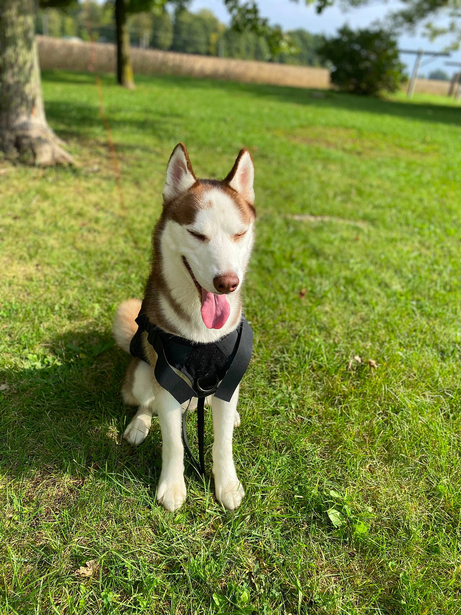 Khujo is registered to the contest to win money with this photo: canidae, carnivore, collar, companion_dog, dog, dog_breed, dog_supply, fashion_accessory, fawn, grass, grassland, lawn, plant, sky, snout, sporting_group, tail, tree, working_animal, working_dog