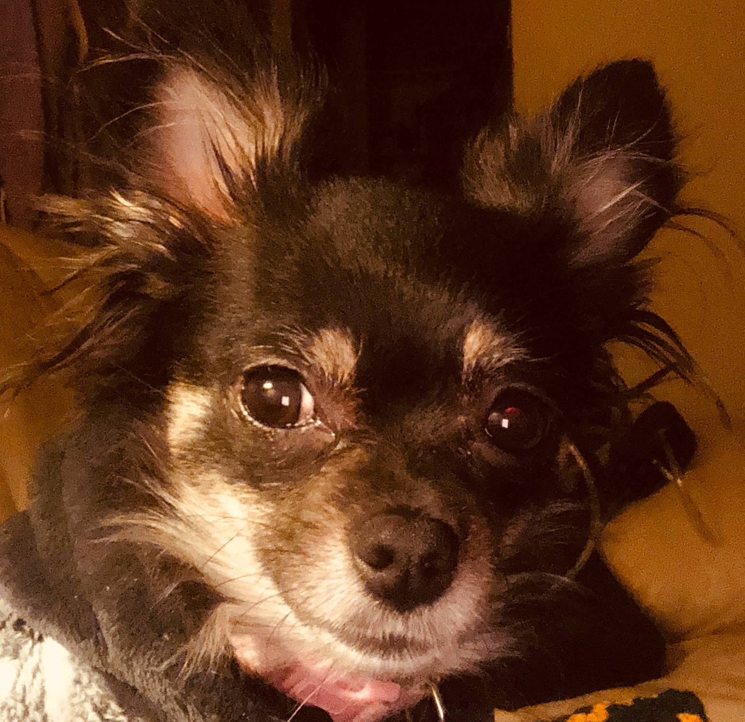 Pinki is registered to the contest to win money with this photo: bored, canidae, carnivore, companion_dog, dog, dog_breed, dog_supply, ear, eye, fur, iris, puppy, small_greek_domestic_dog, snout, sporting_group, toy_dog, whiskers, working_animal