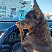 Hermes a rejoint le concours — aidez-le/la à gagner de superbes lots ! accessories, alloywheel, animal, architecture, bag, building, canine, car, carwheel, dog, machine, outdoors, person, pet, shelter, spoke, tire, transportation, vehicle, wheel