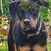 Zoose is registered to the contest to win money with this photo: dog, rottweiler, pet, animal, outdoor, greenery, garden, leaf, plant, nature, collar, canine, standing, curious, portrait, mammal, domestic_animal, black_and_tan, fur, sunlight