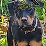dog, rottweiler, pet, animal, outdoor, greenery, garden, leaf, plant, nature, collar, canine, standing, curious, portrait, mammal, domestic_animal, black_and_tan, fur, sunlight