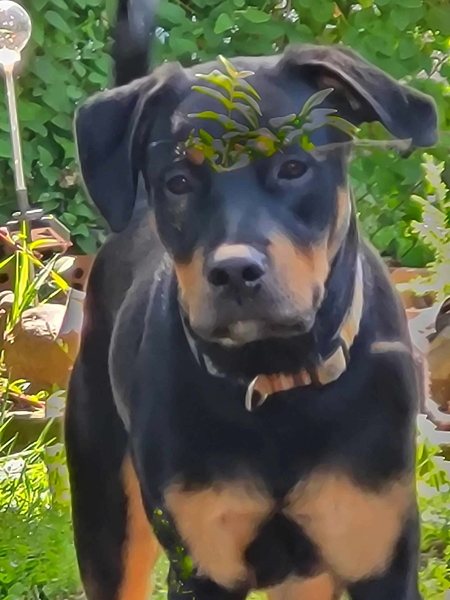 Zoose is registered to the contest to win money with this photo: dog, rottweiler, pet, animal, outdoor, greenery, garden, leaf, plant, nature, collar, canine, standing, curious, portrait, mammal, domestic_animal, black_and_tan, fur, sunlight