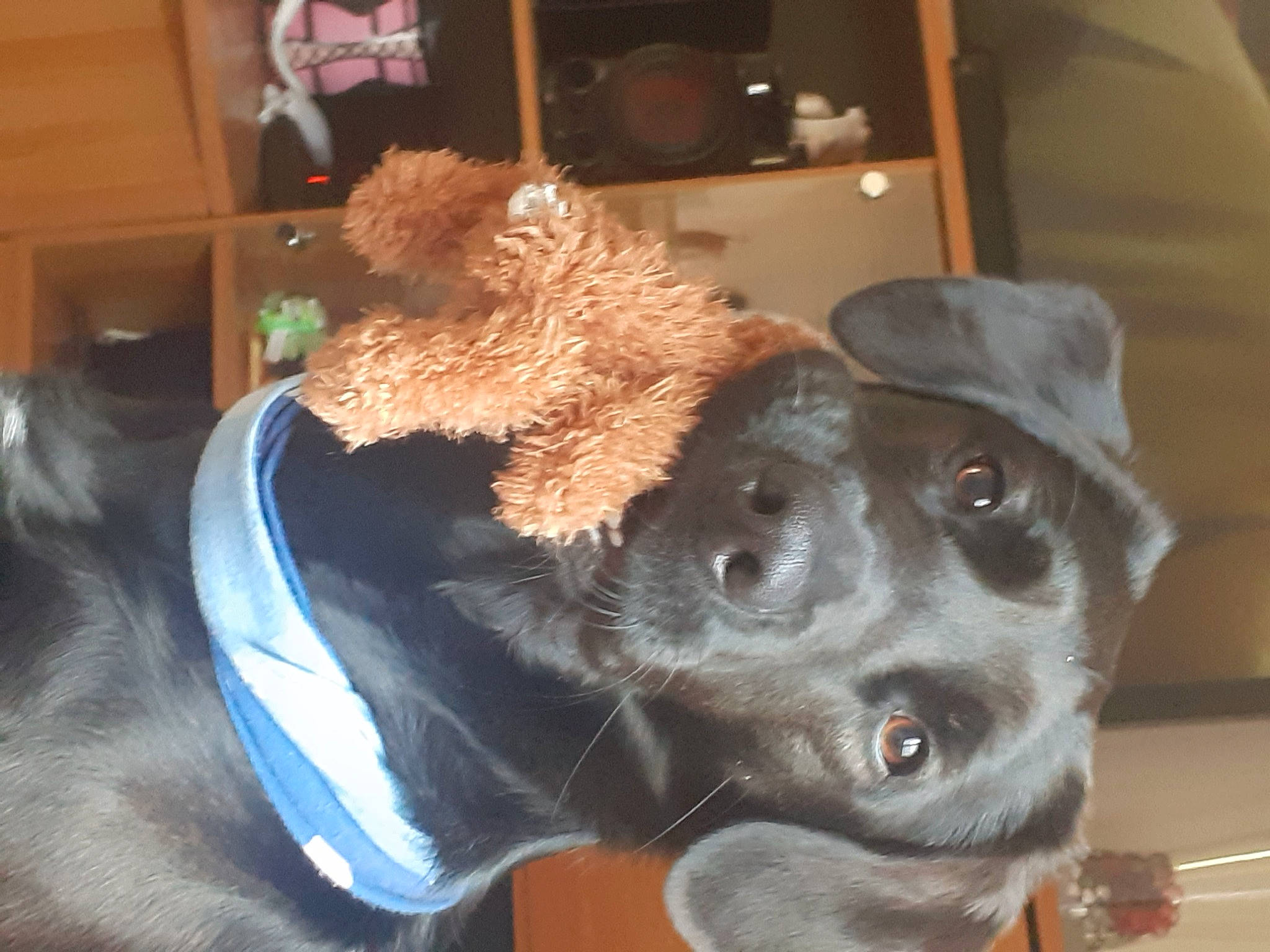 Toby participe au concours pour gagner de l'argent avec cette photo : borador, canidae, collar, companion_dog, dog, dog_breed, dog_collar, ear, fashion_accessory, fawn, fur, gesture, hat, liver, natural_material, personal_protective_equipment, snout, sporting_group, whiskers, working_animal