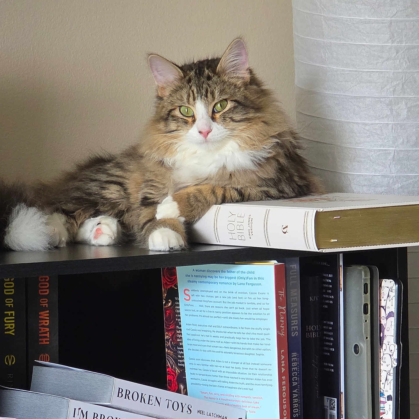 Gilmour is registered to the contest to win money with this photo: books, bookshelf, cat, close_up, cozy, cute, fluffy_fur, green_eyes, holy_bible, home_decor, indoor, lamp, paw, pink_nose, portrait, reading_material, resting, shelf, stacked_books, tabby_cat