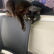 Ghost is registered to the contest to win money with this photo: animal, black_cat, cat, cozy, curious, domestic_cat, feline, fur, household, indoor, looking, mesh_chair, office_chair, pet, reflection, relaxed, resting, whiskers, window, yellow_eyes