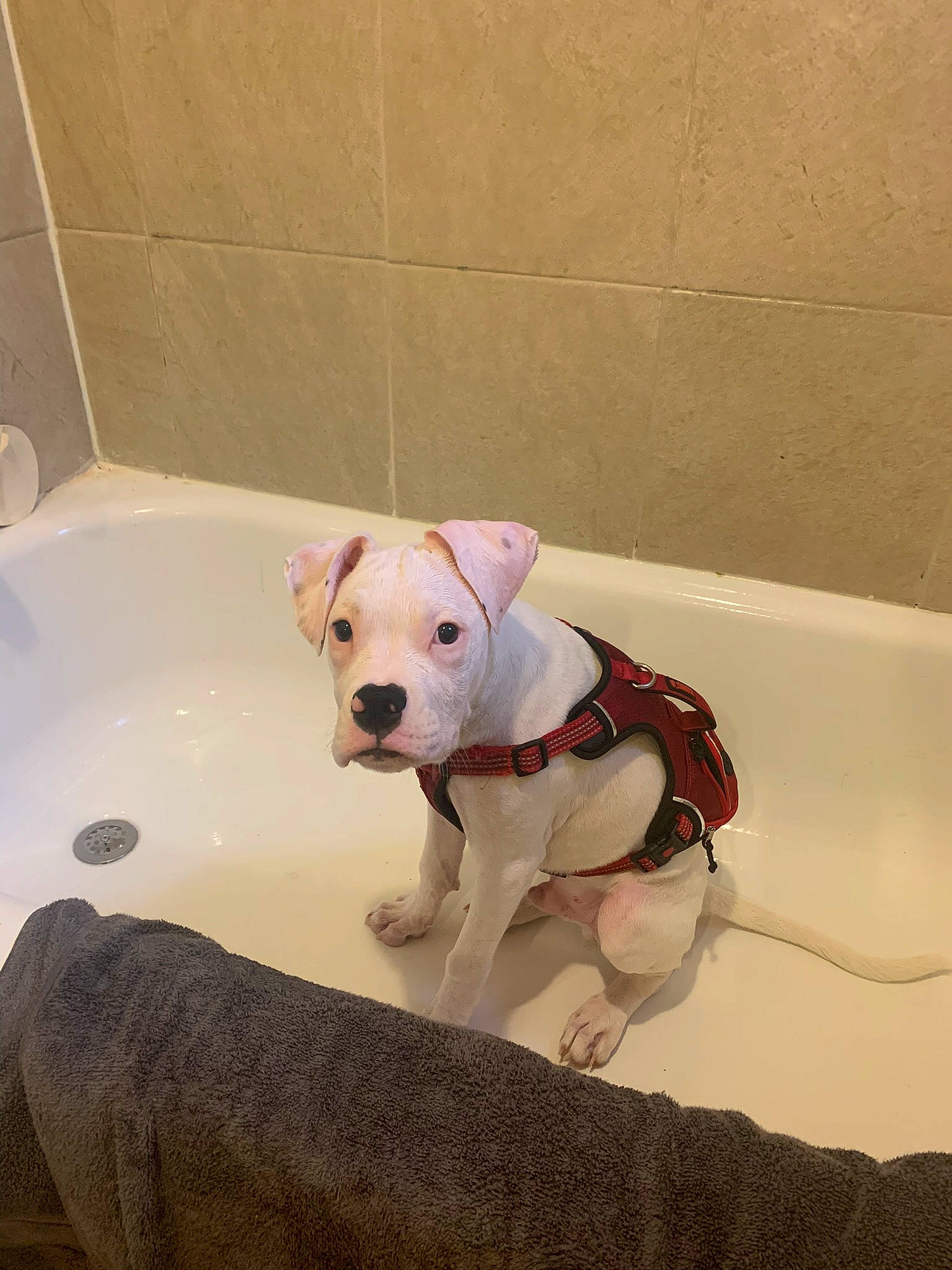 Gator joined the competition — help win amazing prizes! bathtub, canidae, carnivore, collar, companion_dog, dog, dog_breed, dog_clothes, dog_collar, dog_supply, fashion_accessory, fawn, flooring, leash, non_sporting_group, pet_supply, snout, sporting_group, tail, working_animal