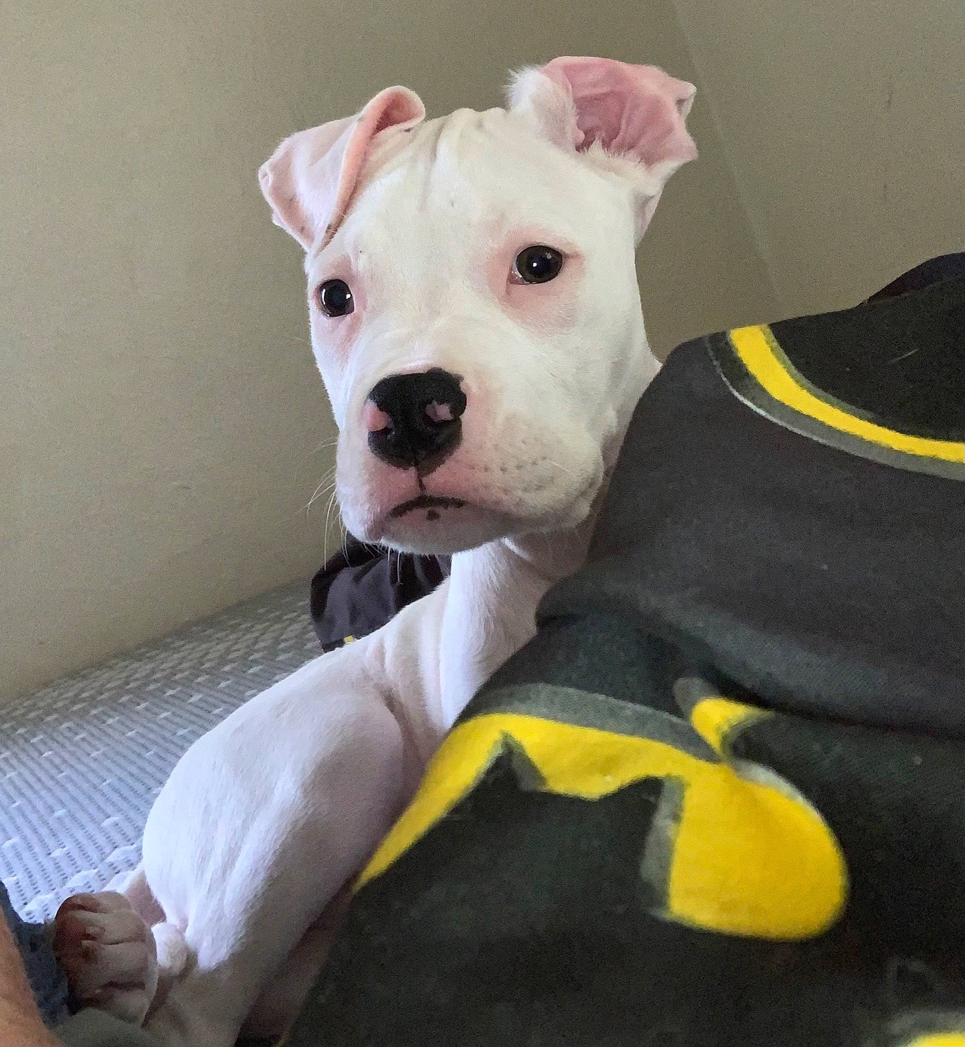 Gator joined the competition — help win amazing prizes! bull_terrier, canidae, carnivore, collar, comfort, companion_dog, dog, dog_breed, dog_clothes, dog_collar, dog_supply, fawn, linens, pet_supply, selfie, snout, sporting_group, toy_dog, whiskers, working_animal