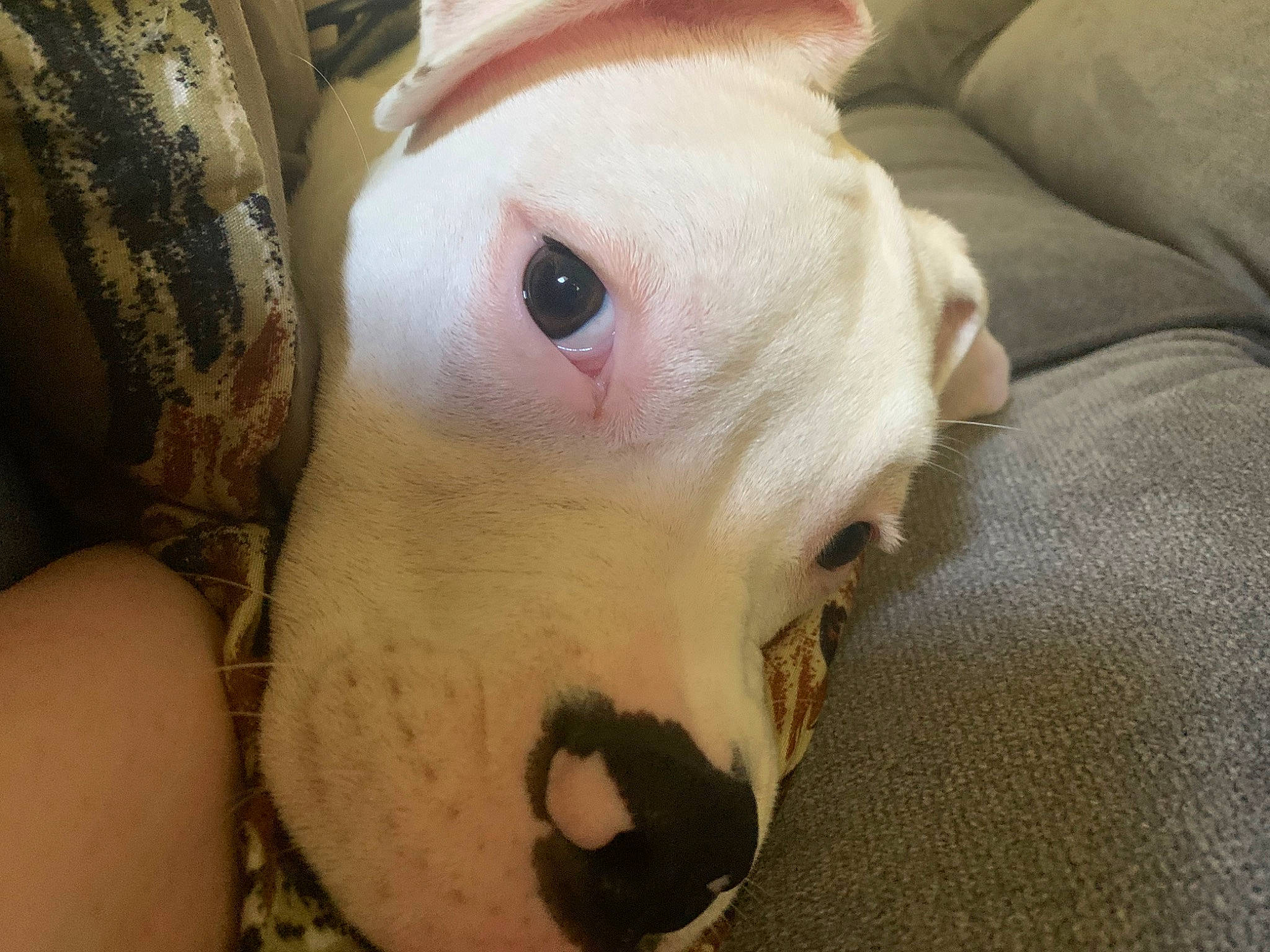 Gator joined the competition — help win amazing prizes! carnivore, comfort, companion_dog, dog, dog_breed, ear, eyelash, fawn, felidae, fur, jaw, nail, small_to_medium_sized_cats, snout, sporting_group, suidae, toy_dog, whiskers, working_animal, wrinkle