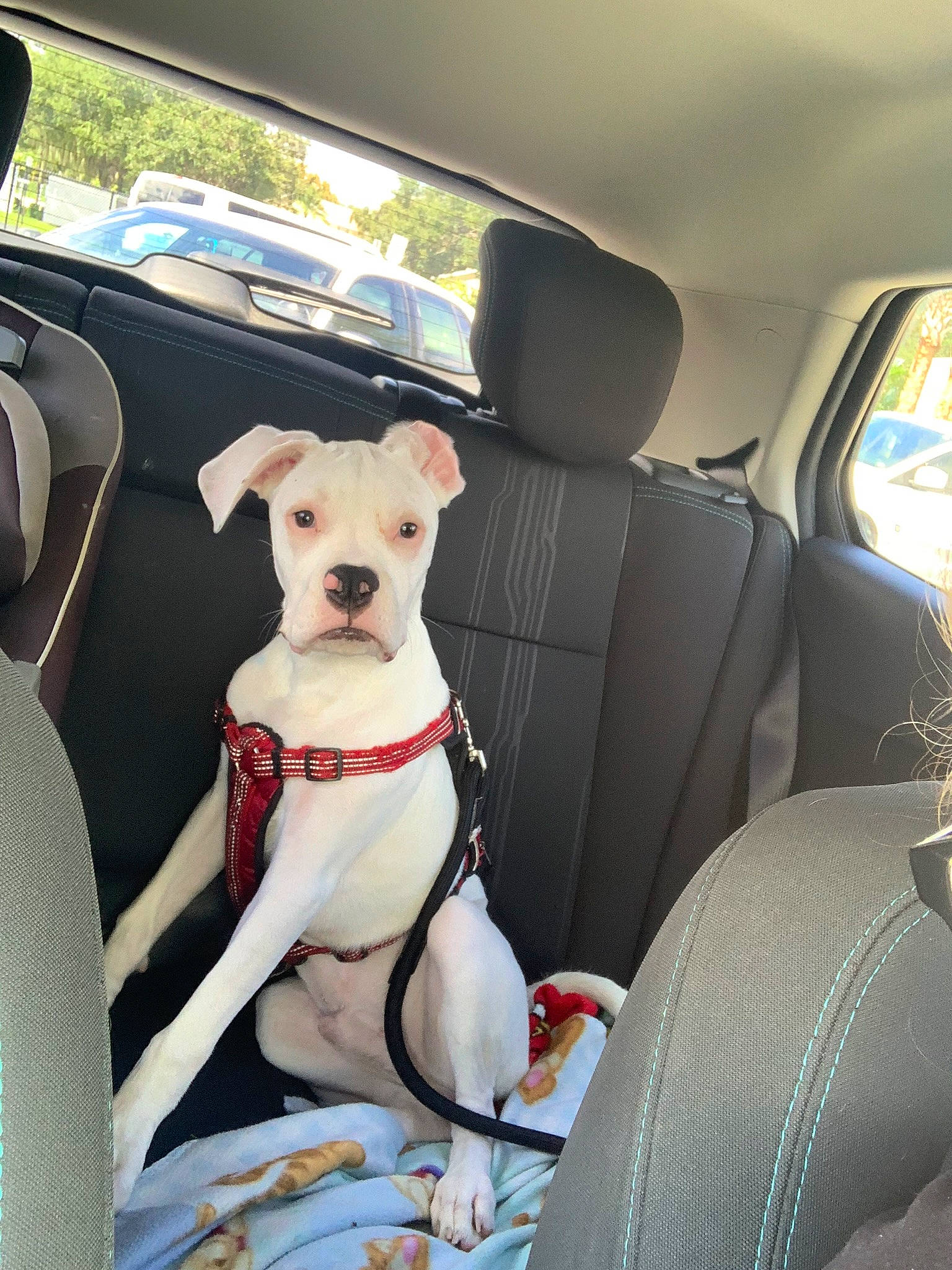 Gator is registered to the contest to win money with this photo: automotive_design, automotive_exterior, automotive_mirror, car, car_seat, car_seat_cover, carnivore, collar, companion_dog, dog, dog_breed, dog_collar, fawn, head_restraint, mode_of_transport, motor_vehicle, seat_belt, snout, vehicle, vehicle_door
