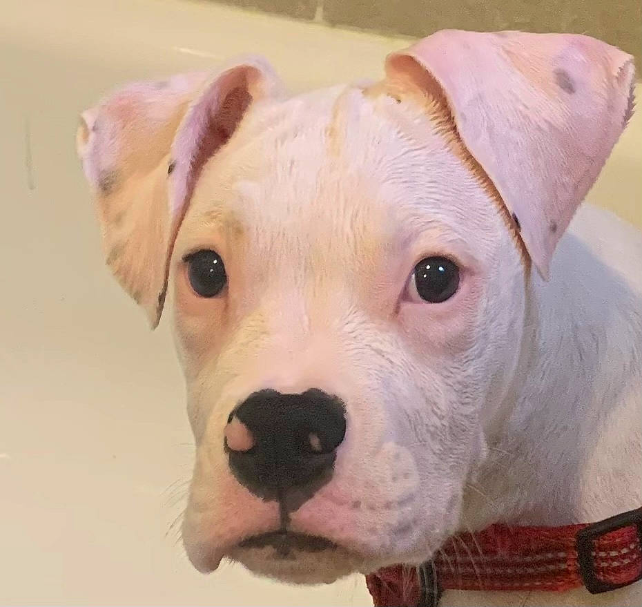 Gator is registered to the contest to win money with this photo: ancient_dog_breeds, canidae, carnivore, collar, companion_dog, cordoba_fighting_dog, dog, dog_breed, dog_supply, ear, fawn, fur, non_sporting_group, snout, sporting_group, suidae, terrestrial_animal, whiskers, working_animal, wrinkle