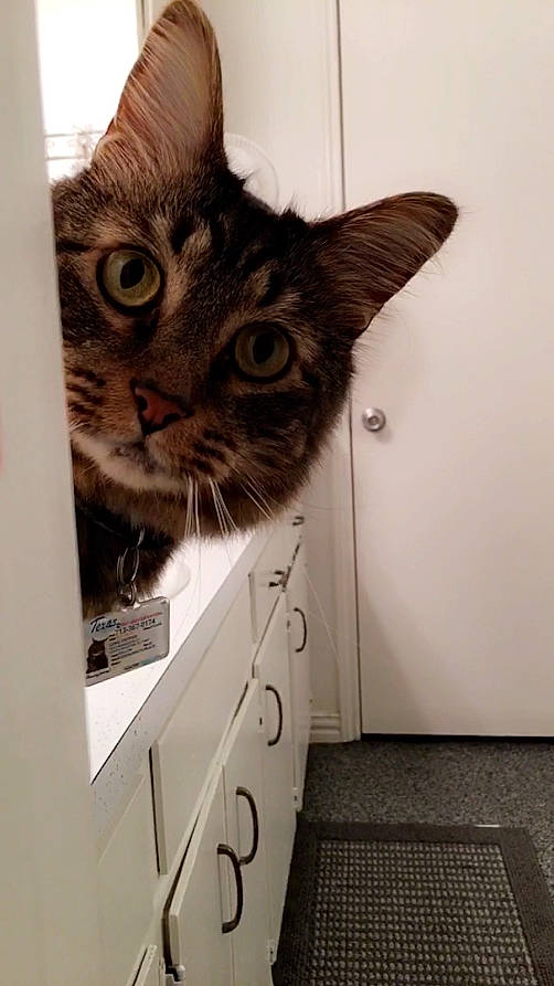 Pepper is registered to the contest to win money with this photo: box, cabinetry, cardboard, carnivore, cat, domestic_short_haired_cat, door, drawer, felidae, flooring, fur, hardwood, mammal, room, small_to_medium_sized_cats, snout, tail, vertebrate, whiskers, wood