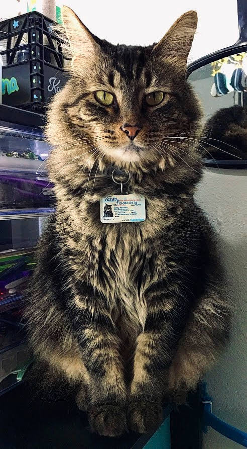 Pepper joined the competition — help win amazing prizes! box, carnivore, cat, claw, domestic_short_haired_cat, electric_blue, felidae, fur, paw, small_to_medium_sized_cats, snout, tail, whiskers